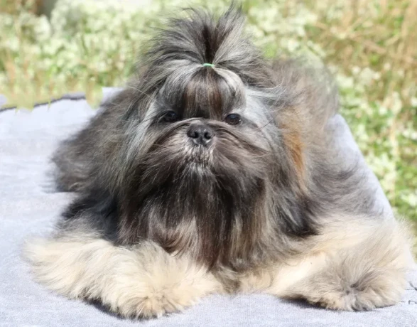 wonderful-shih-tzu-boy-11-months-old-big-0