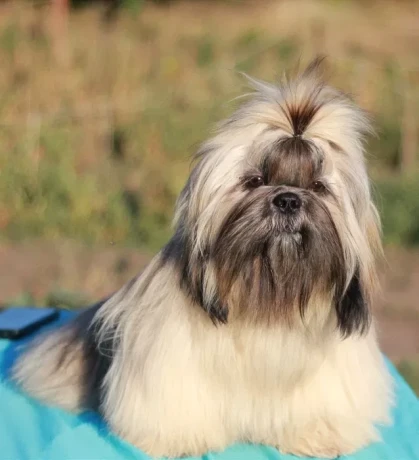 wonderful-shih-tzu-boy-11-months-old-big-4