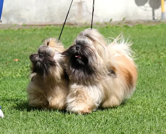 wonderful-shih-tzu-boy-11-months-old-big-3