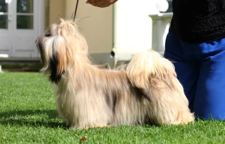 wonderful-shih-tzu-boy-11-months-old-big-2