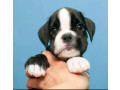 boxer-puppies-for-sale-in-portland-or-small-3