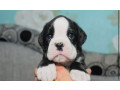 boxer-puppies-for-sale-in-portland-or-small-2