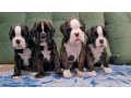 boxer-puppies-for-sale-in-portland-or-small-0