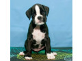 boxer-puppies-for-sale-in-portland-or-small-1