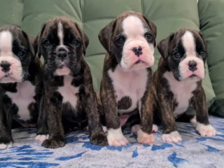 Boxer Puppies for Sale in Portland, OR