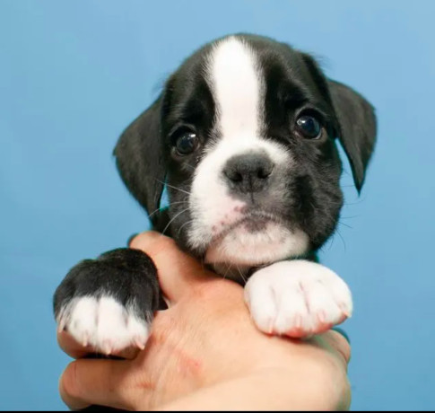 boxer-puppies-for-sale-in-portland-or-big-3