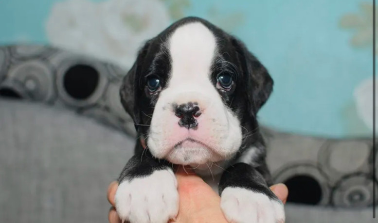 boxer-puppies-for-sale-in-portland-or-big-2