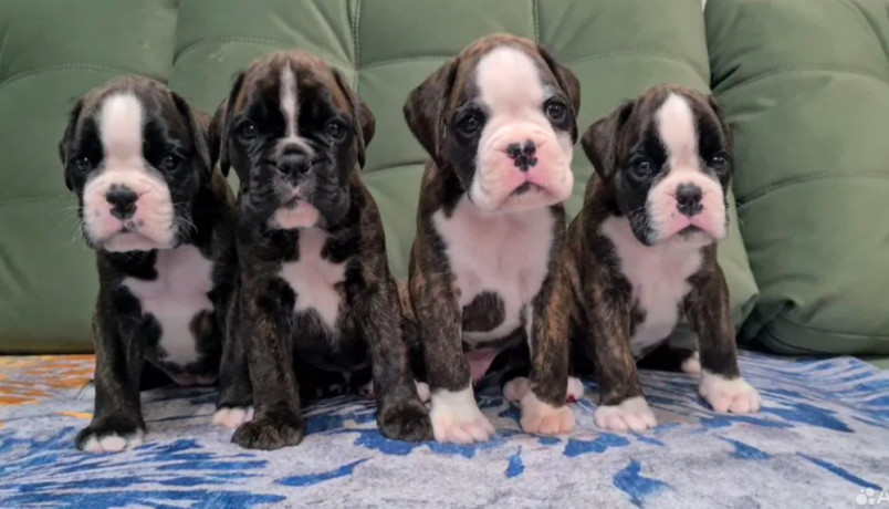 boxer-puppies-for-sale-in-portland-or-big-0