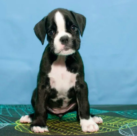 boxer-puppies-for-sale-in-portland-or-big-1