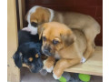 boxer-puppies-for-sale-in-brandon-fl-small-3