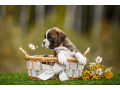 boxer-puppies-for-sale-in-brandon-fl-small-0