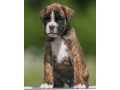 boxer-puppies-for-sale-in-brandon-fl-small-1