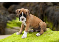 boxer-puppies-for-sale-in-brandon-fl-small-2