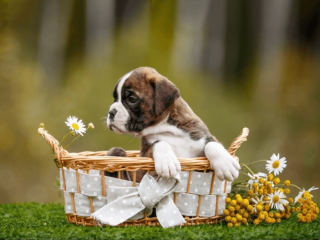 Boxer Puppies for Sale in Brandon, FL