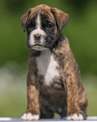 boxer-puppies-for-sale-in-brandon-fl-big-1