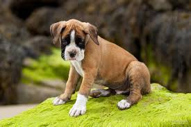 boxer-puppies-for-sale-in-brandon-fl-big-2