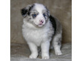 8-week-old-female-collie-puppy-for-sale-in-dallas-tx-small-1