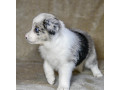 8-week-old-female-collie-puppy-for-sale-in-dallas-tx-small-3