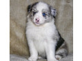 8-week-old-female-collie-puppy-for-sale-in-dallas-tx-small-0