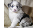 8-week-old-female-collie-puppy-for-sale-in-dallas-tx-small-2