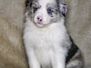 8-Week-Old Female Collie Puppy for Sale in Dallas, TX