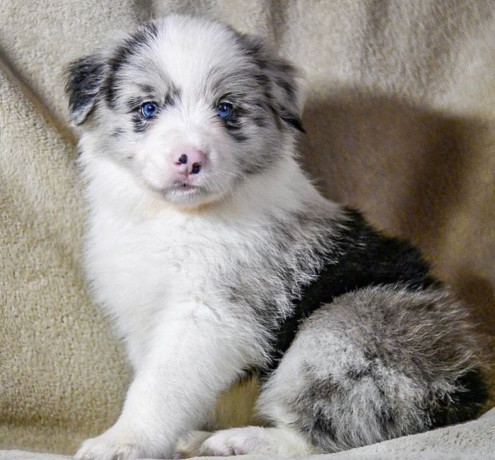 8-week-old-female-collie-puppy-for-sale-in-dallas-tx-big-2