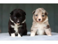 collie-puppies-for-sale-in-harvey-la-small-0