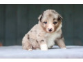 collie-puppies-for-sale-in-harvey-la-small-1