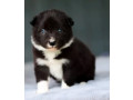 collie-puppies-for-sale-in-harvey-la-small-2