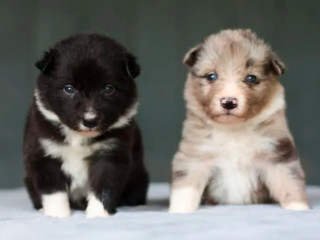 Collie Puppies for Sale in Harvey, LA