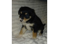 collie-puppies-for-sale-in-muncie-in-small-0