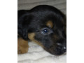 collie-puppies-for-sale-in-muncie-in-small-3