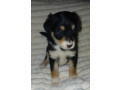 collie-puppies-for-sale-in-muncie-in-small-2