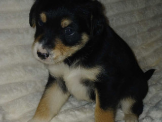 Collie Puppies for Sale in Muncie, IN