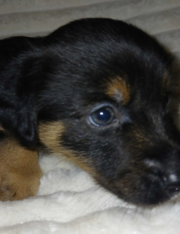 collie-puppies-for-sale-in-muncie-in-big-3