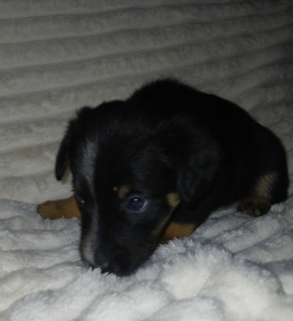 collie-puppies-for-sale-in-muncie-in-big-1