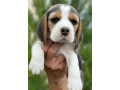 beagle-puppies-looking-for-a-home-in-san-diego-ca-small-2