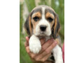 beagle-puppies-looking-for-a-home-in-san-diego-ca-small-4