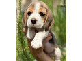 beagle-puppies-looking-for-a-home-in-san-diego-ca-small-3