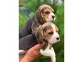 beagle-puppies-looking-for-a-home-in-san-diego-ca-small-0