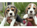 beagle-puppies-looking-for-a-home-in-san-diego-ca-small-1