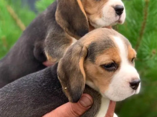 Beagle Puppies Looking for a Home in San Diego, CA