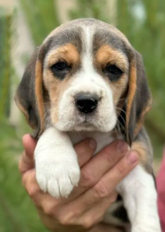 beagle-puppies-looking-for-a-home-in-san-diego-ca-big-4