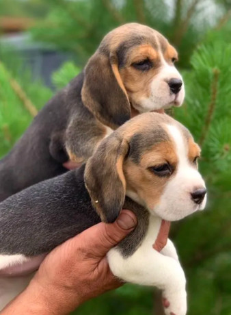 beagle-puppies-looking-for-a-home-in-san-diego-ca-big-0