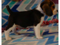 beagle-puppy-for-sale-in-san-antonio-tx-small-1