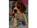 beagle-puppy-for-sale-in-san-antonio-tx-small-2