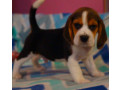 beagle-puppy-for-sale-in-san-antonio-tx-small-4