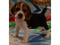 beagle-puppy-for-sale-in-san-antonio-tx-small-5