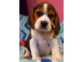 beagle-puppy-for-sale-in-san-antonio-tx-small-0