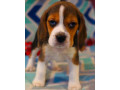 beagle-puppy-for-sale-in-san-antonio-tx-small-3